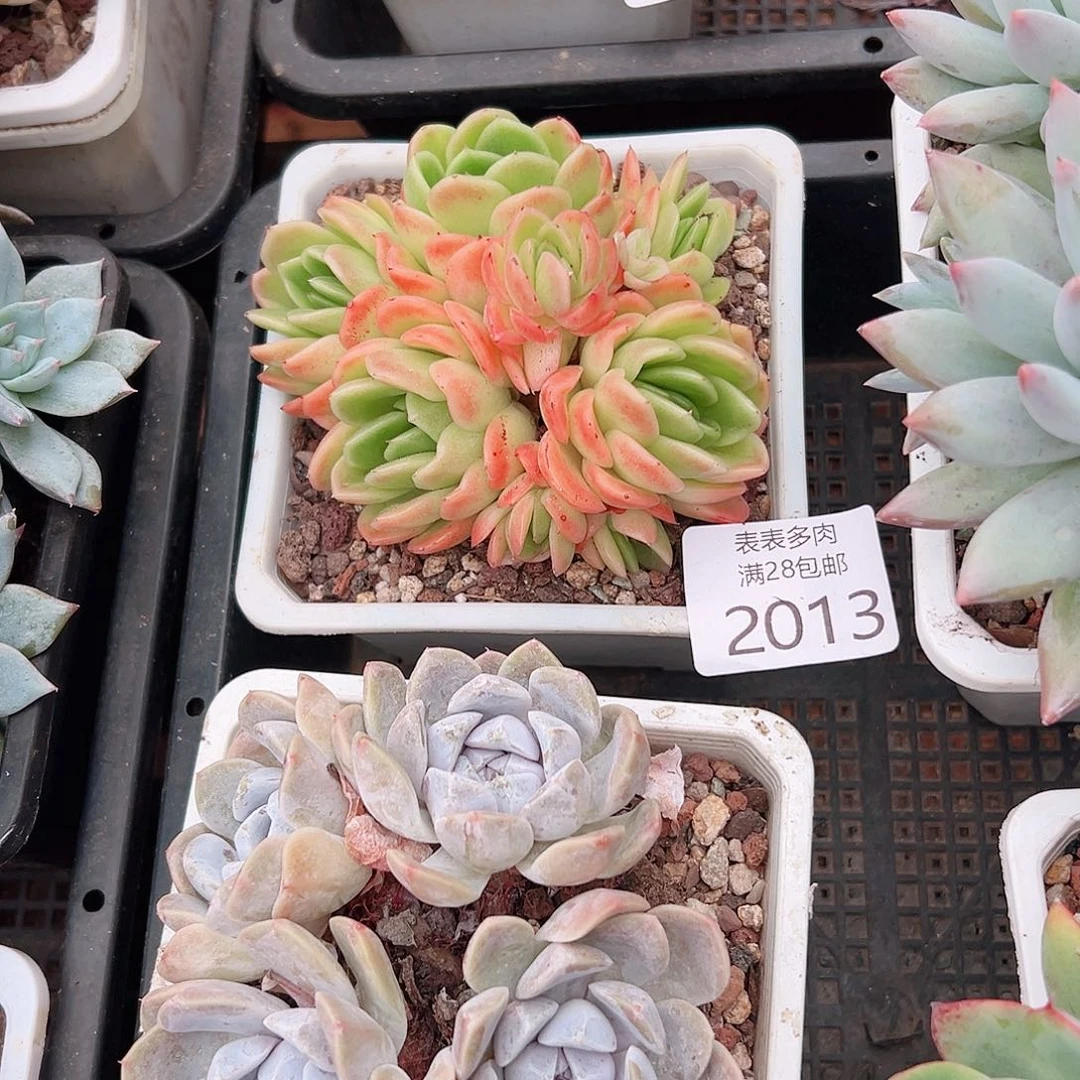 独***！多肉一物一拍植物2013