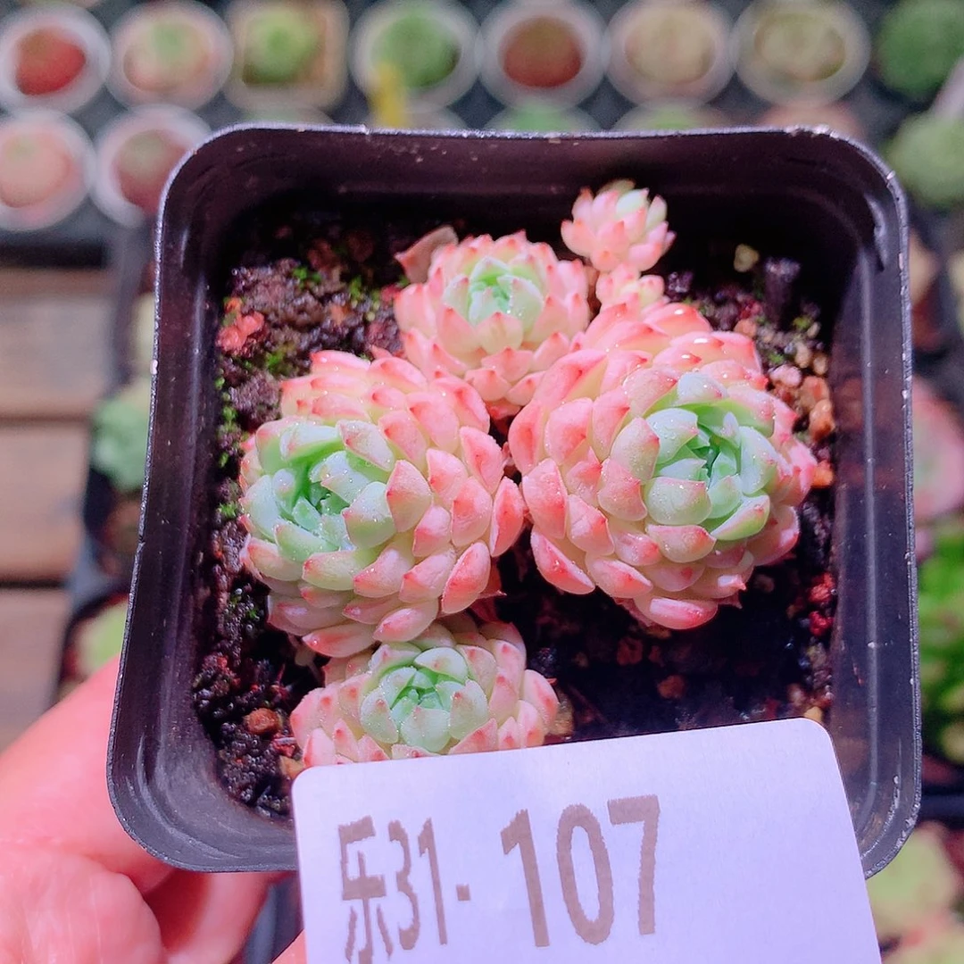 乐然31-107 小粉梅群