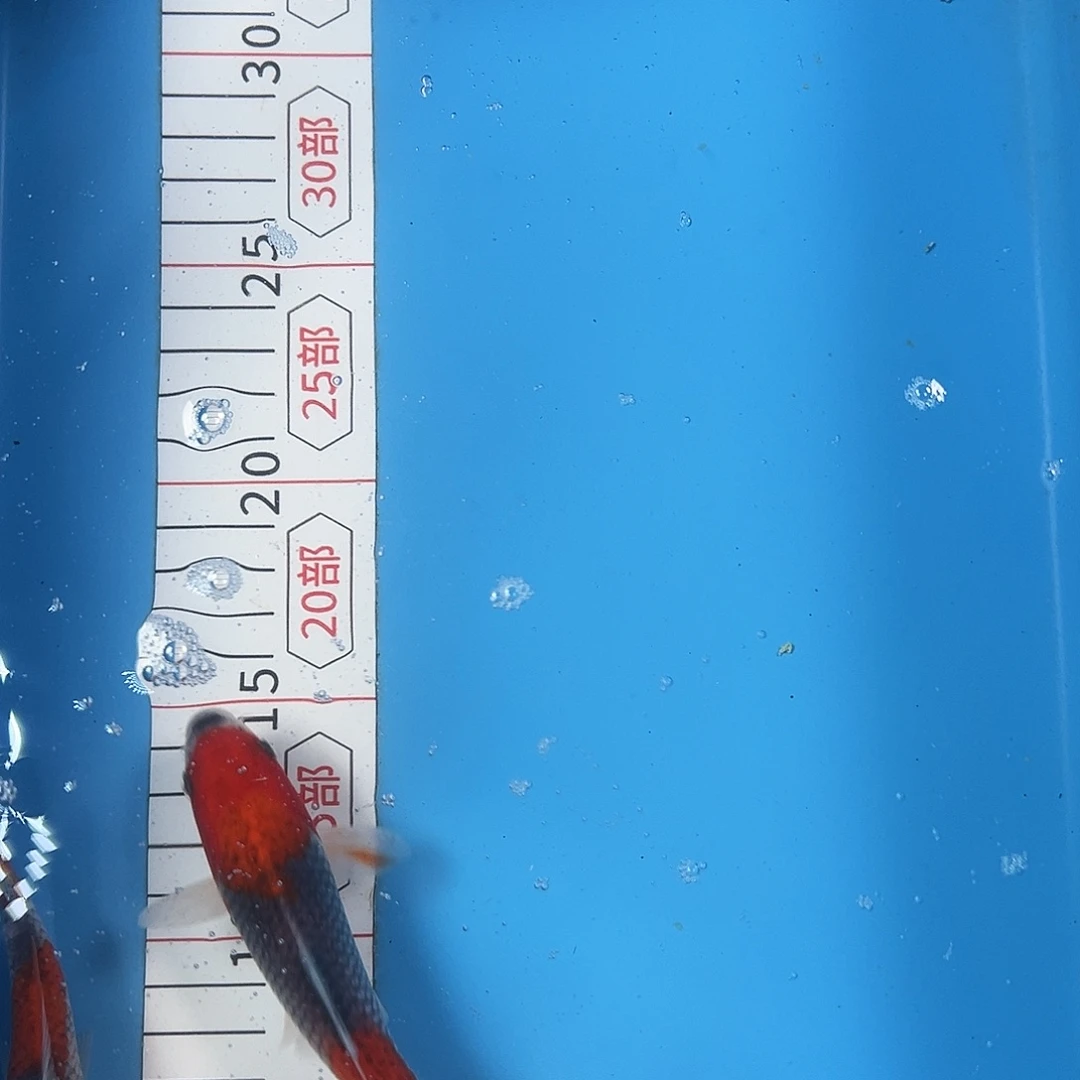 锦鲤血统锦鲤，子一代