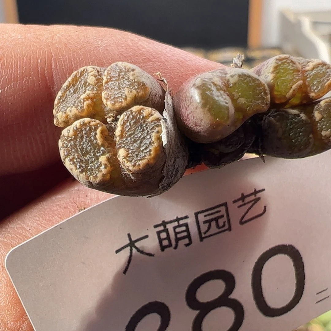 一物一拍默认微瑕。  880
