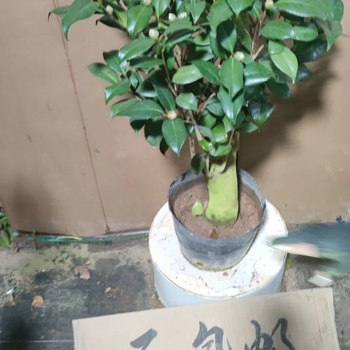 寒*653都德，原盆原土发货，不包邮
