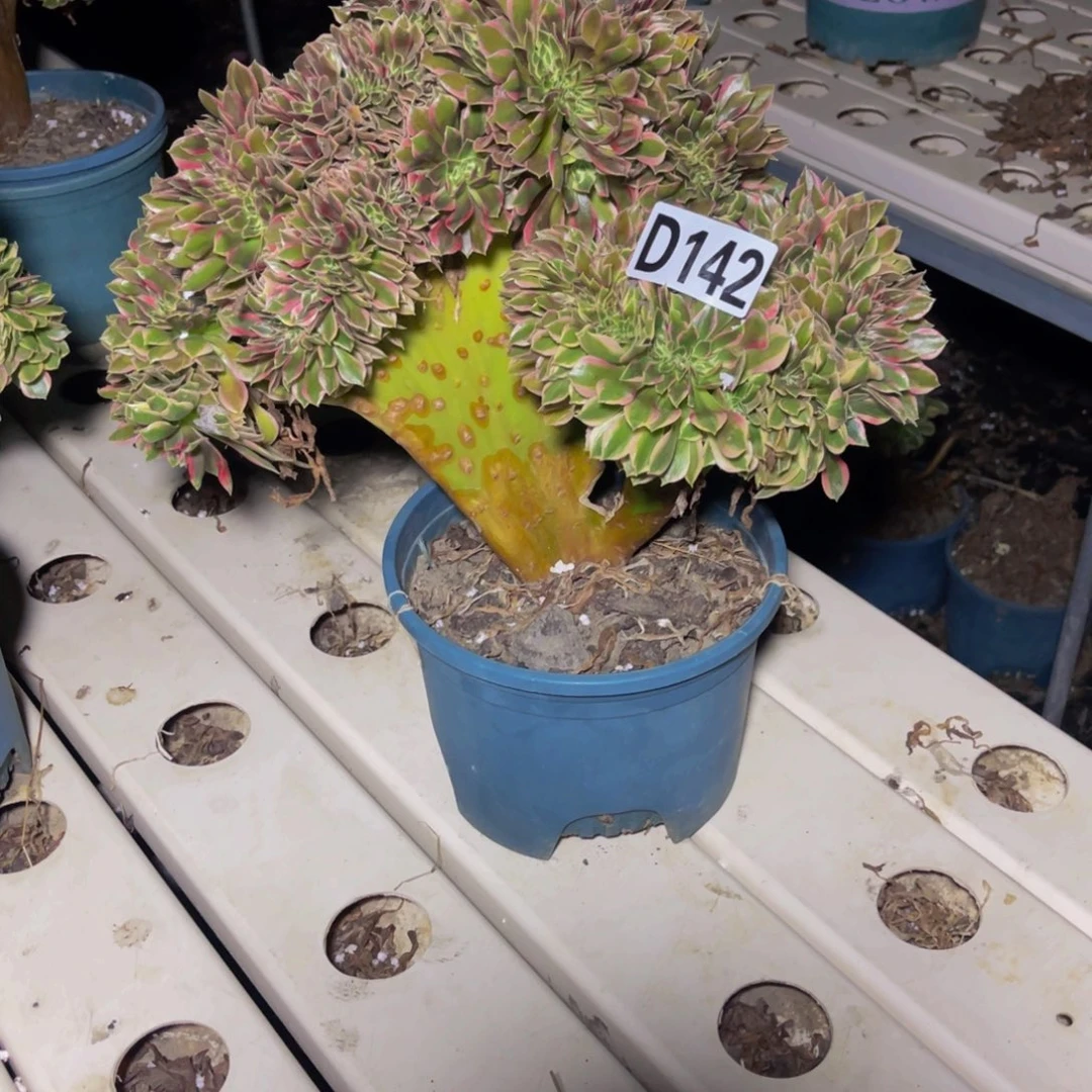 女神法师7/////23包邮