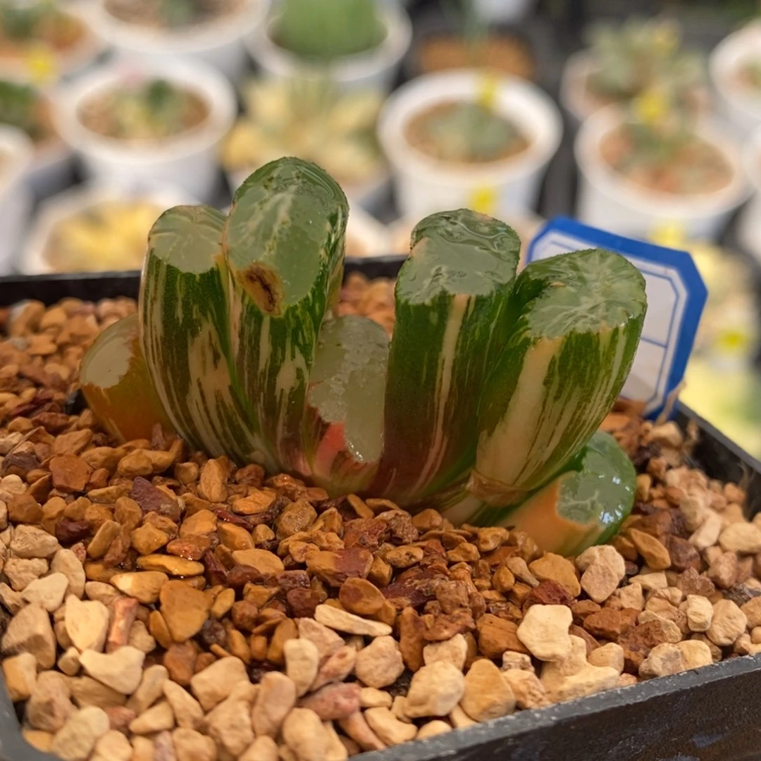 28号北斋玉扇锦多肉