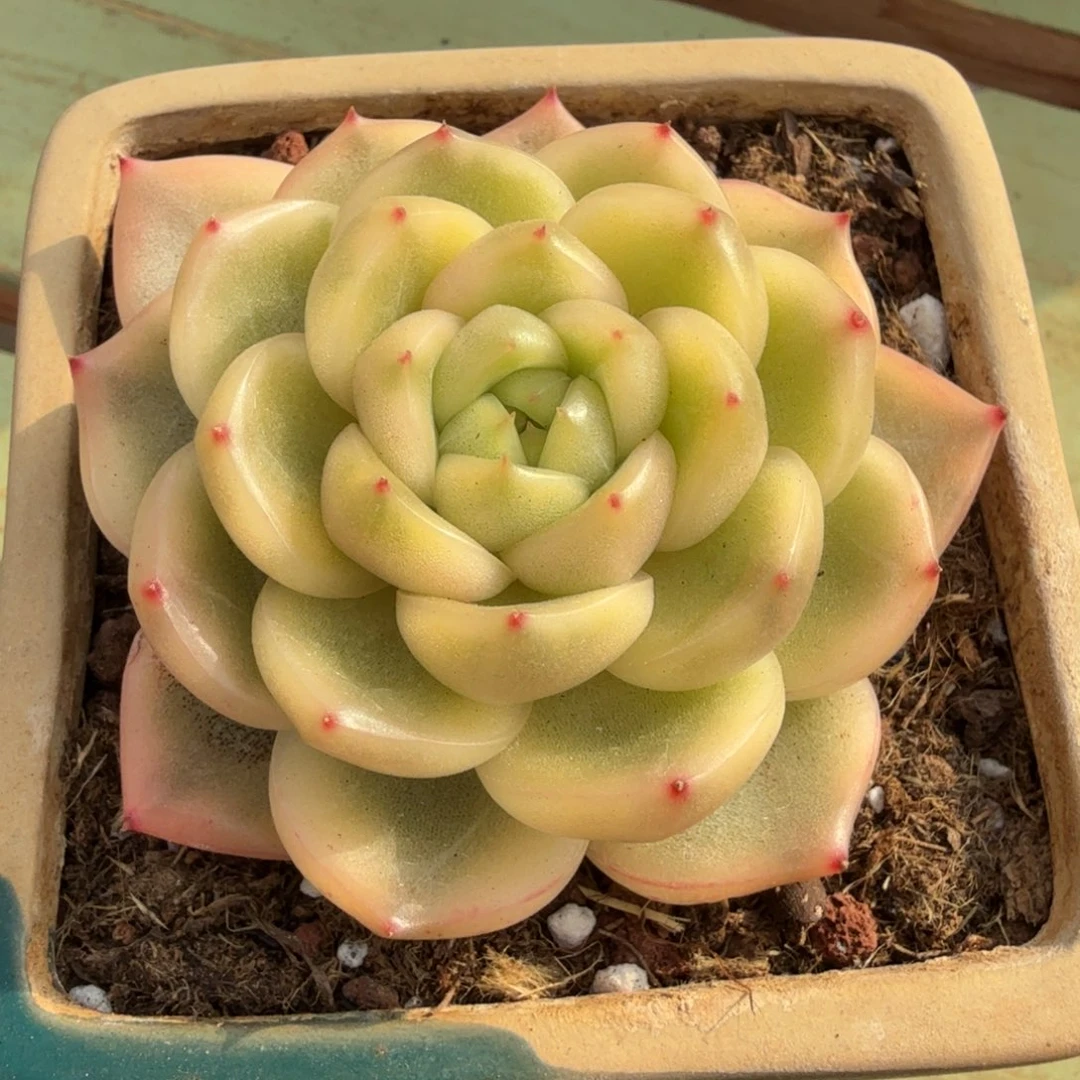 珍妮锦，锦上园艺一物一拍