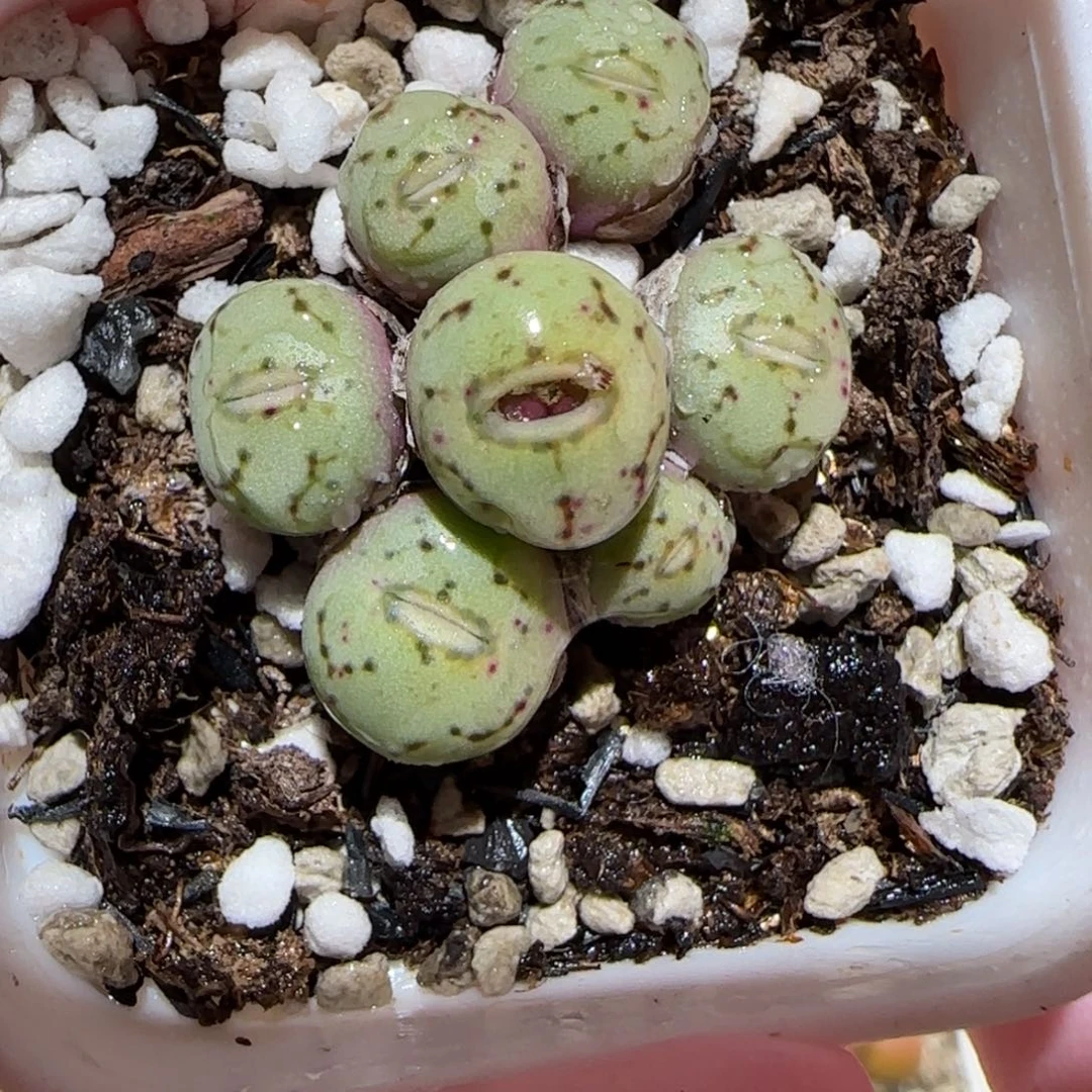 肉锥多肉植物百科5-542