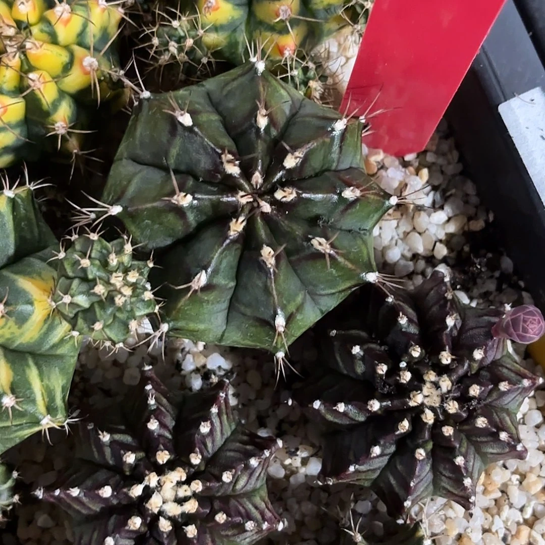 N***o41-0915泰国发货多肉