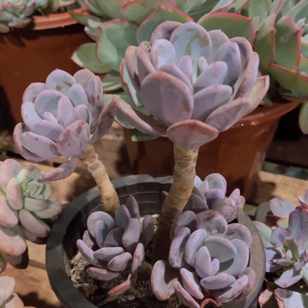 灰姑娘老桩子多肉植物