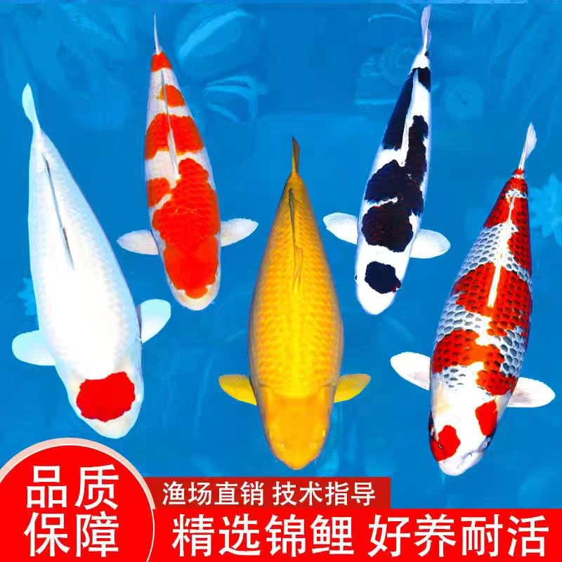 【包邮包活】锦鲤观赏鱼