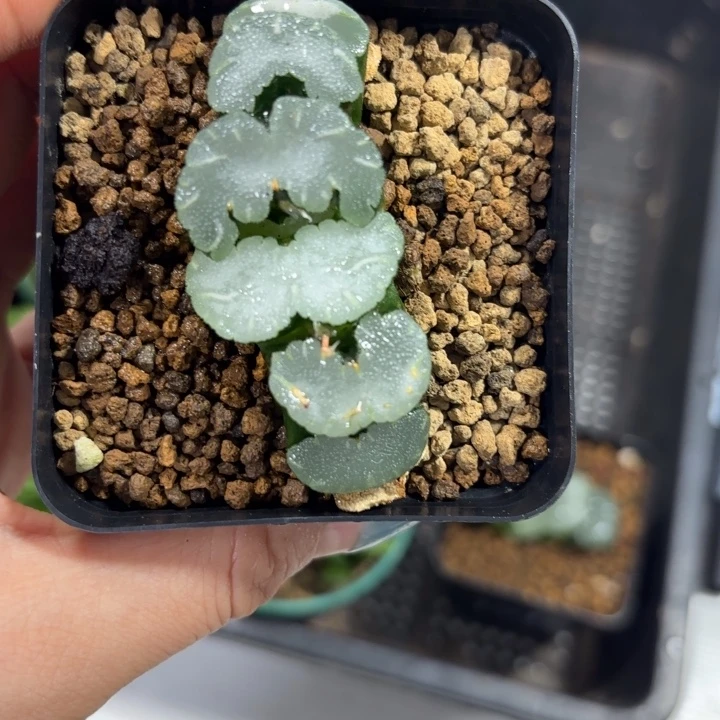 白熊玉扇原盘多肉植物