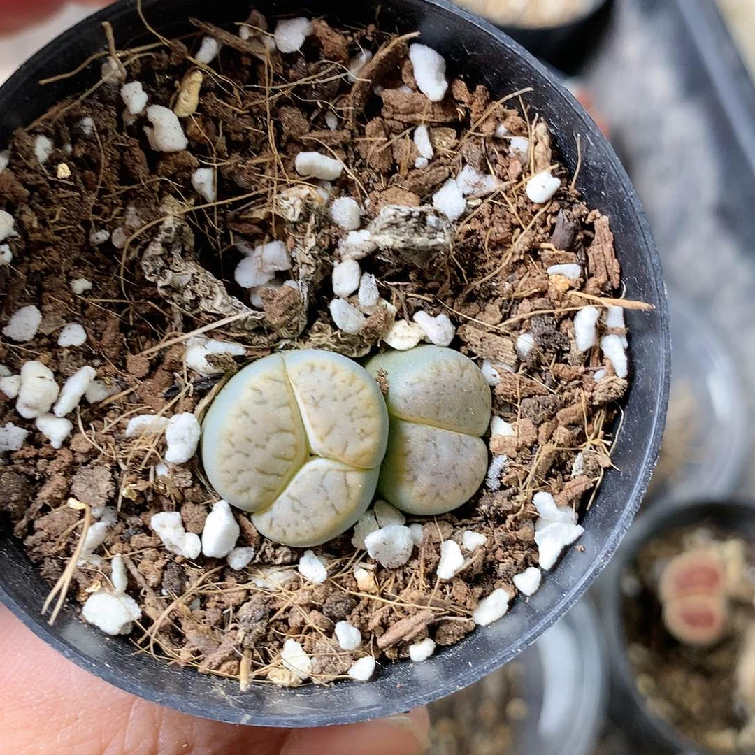 K347多肉植物保护