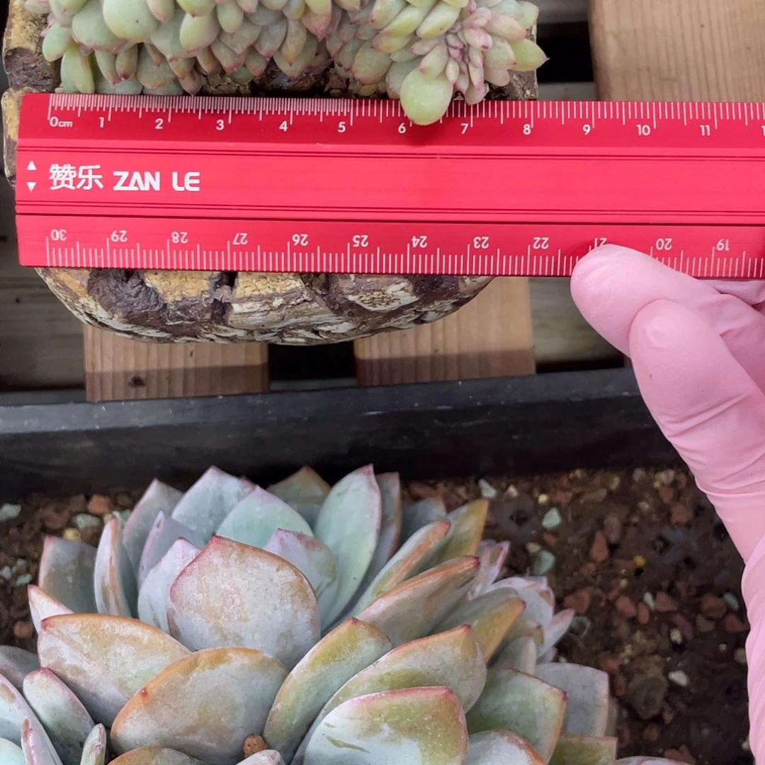 V板糖心星影缀化一个，冠幅如图所示