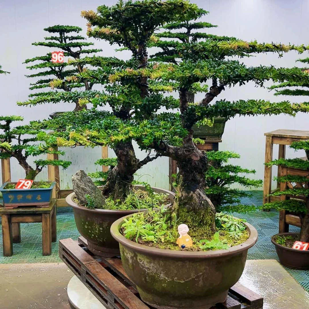 【闪购商品】无花朵