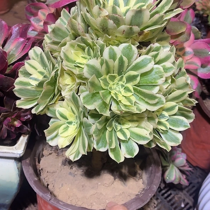 迈巴赫一颗脱土10.8