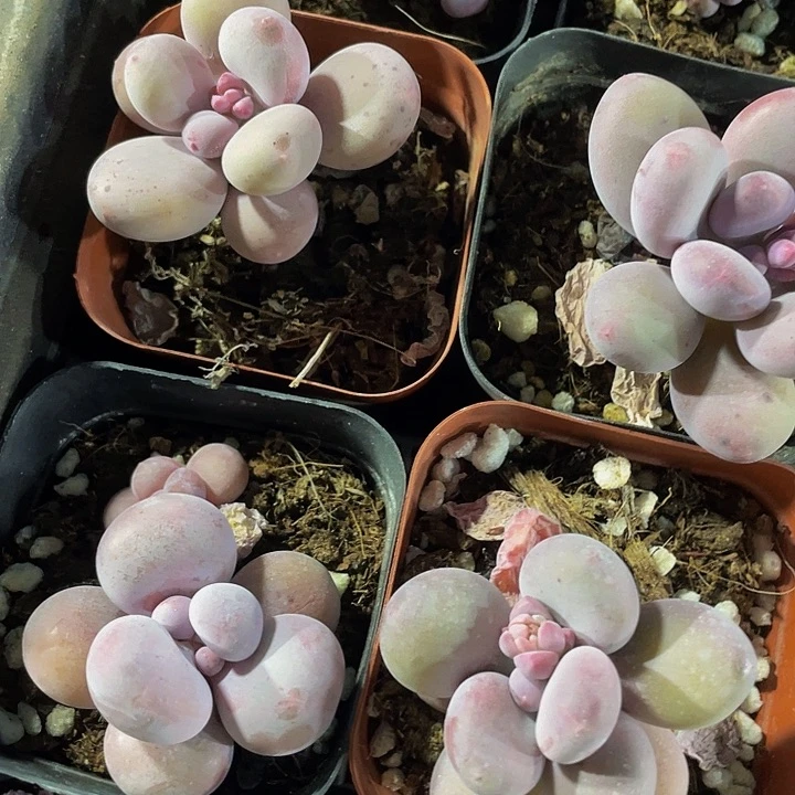 大奶酪2.8带盆土发