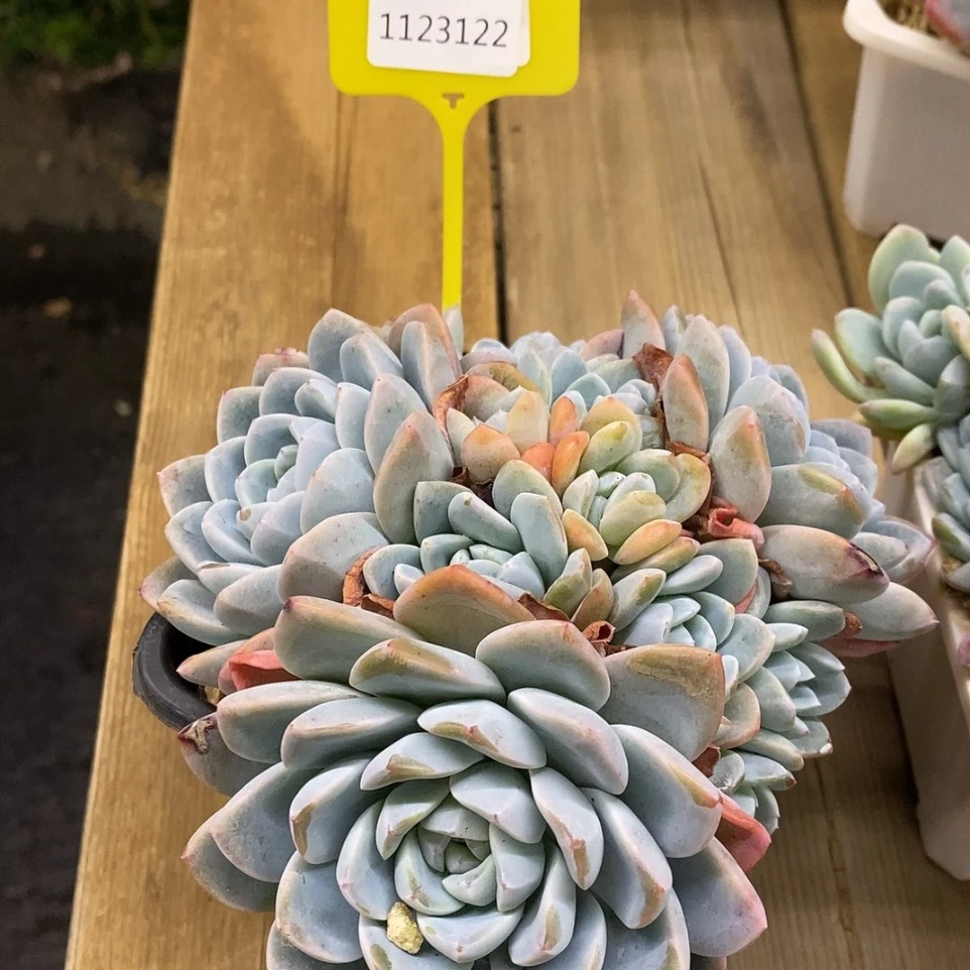 1123122 绿底冰玉大群