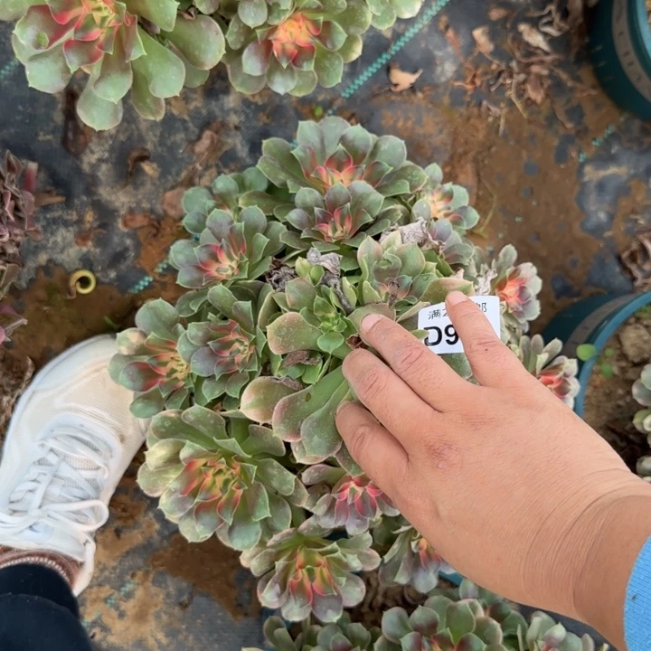 959 清棚处理不包断枝