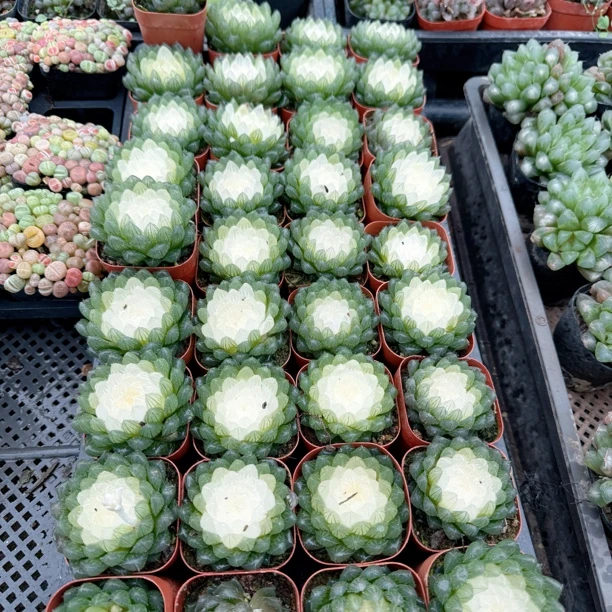 宝莲灯玉露多肉一颗