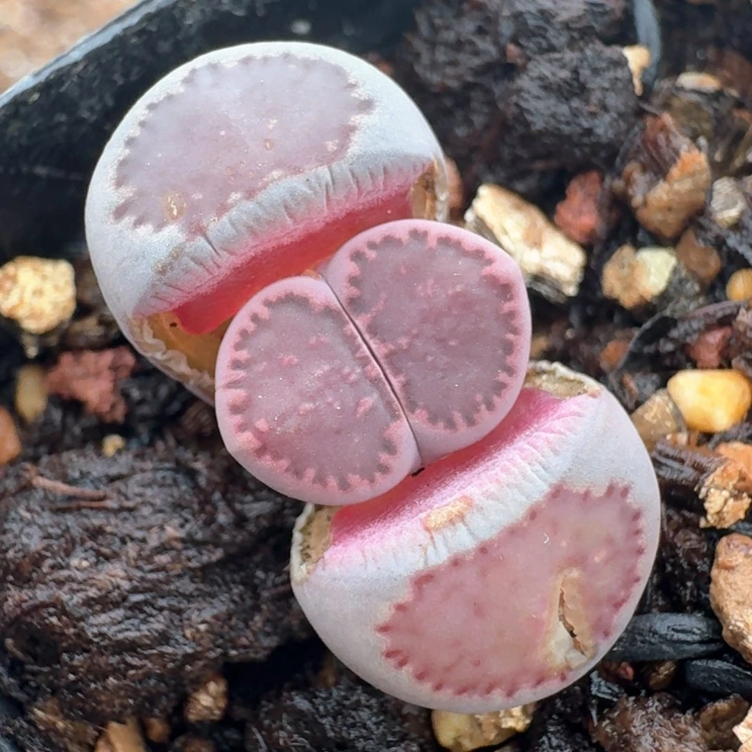 204紫饼干脱土发货0000000