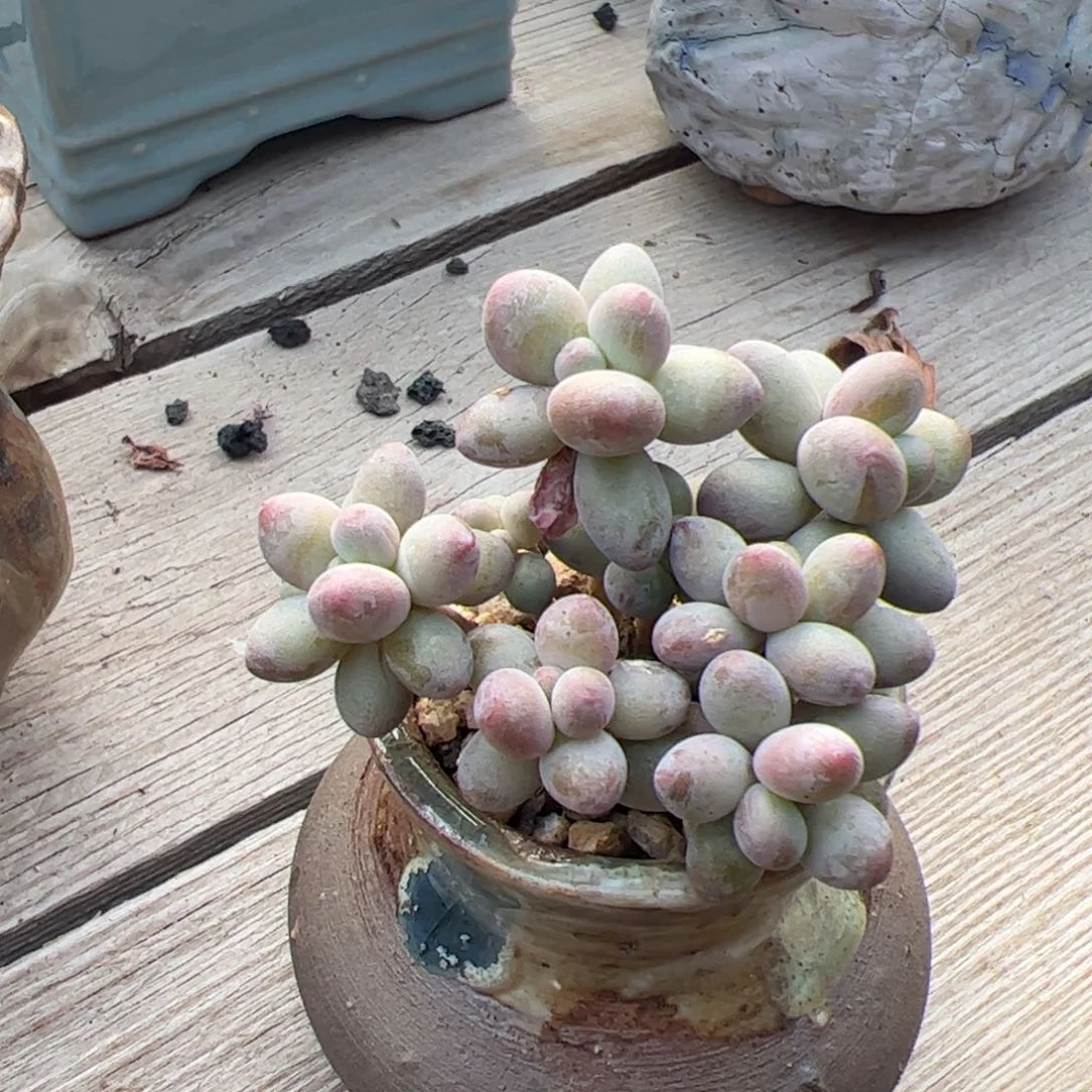 苹果奶来带盆发货