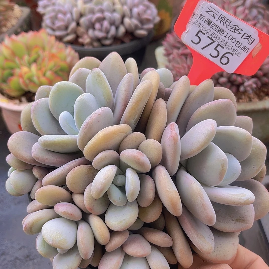 5756拉拉奶多肉植物