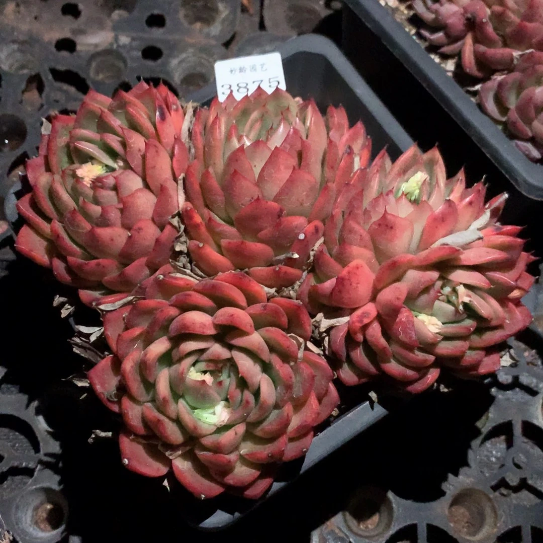 3875杂交多肉植物基地