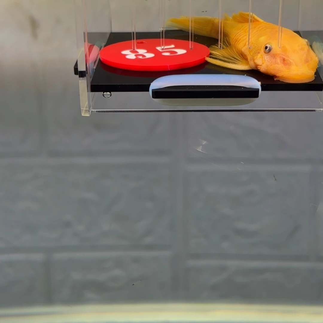 ℘***王清道夫鱼85号牌胡子母鱼一条，中通