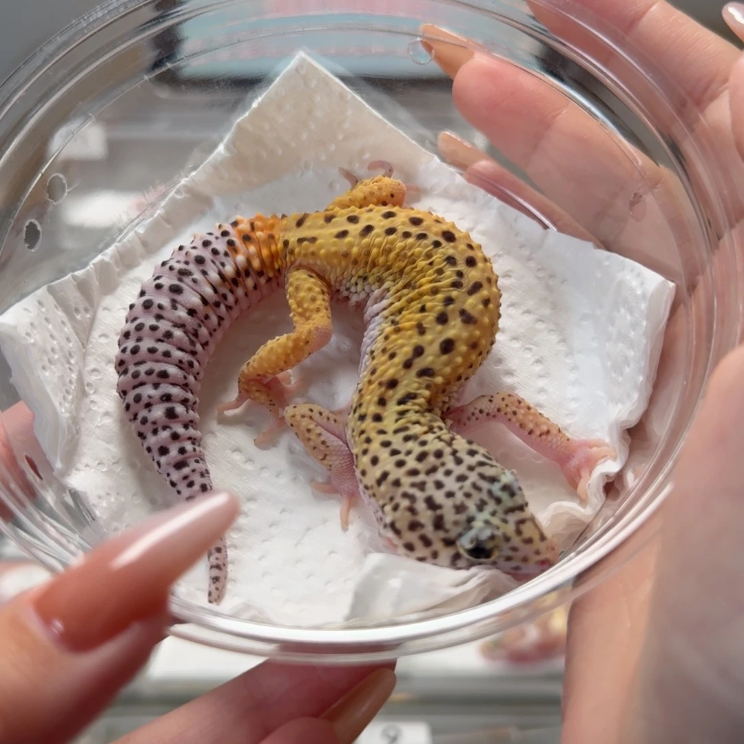 豹纹守宫雪花妹妹缺眼帘