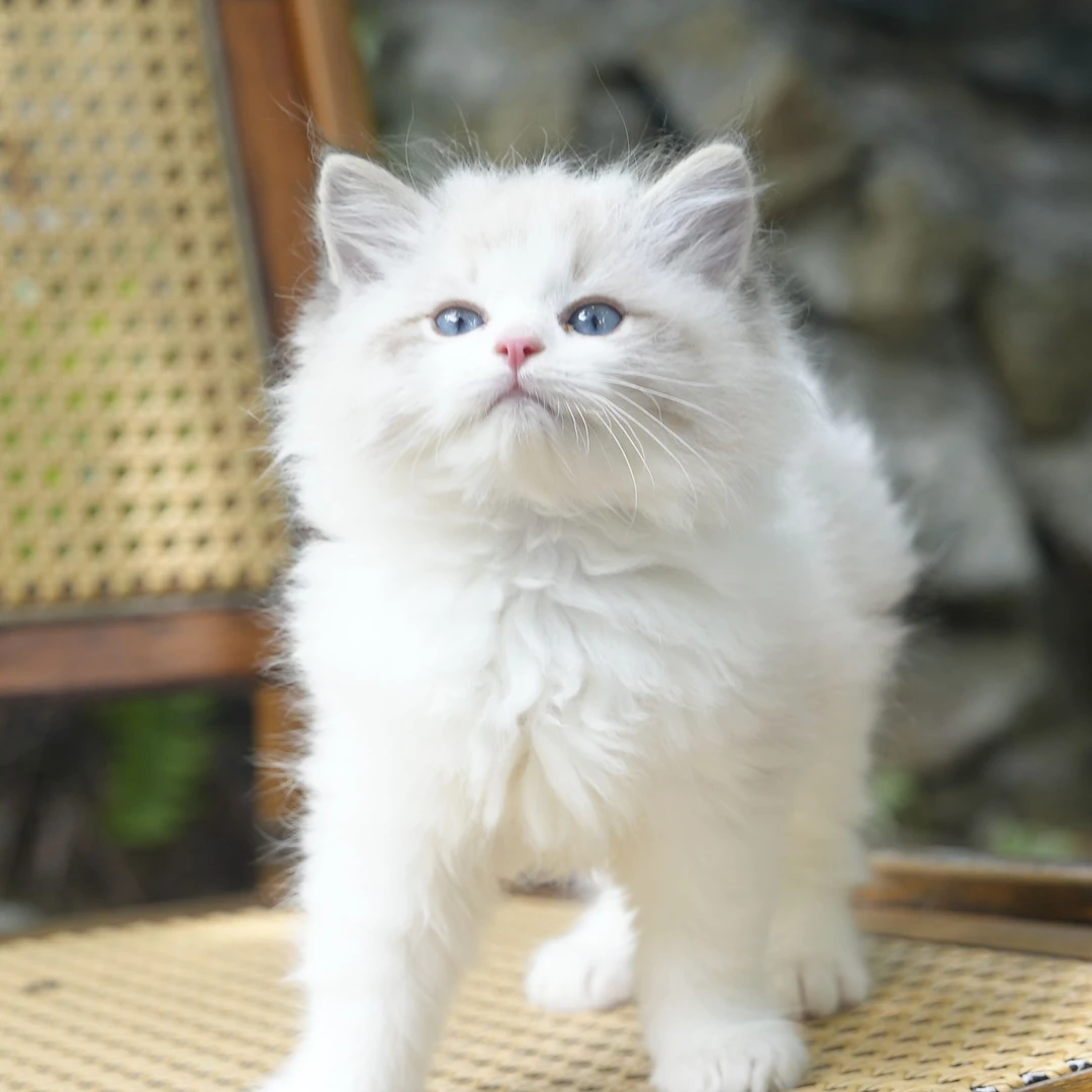 【云梦猫舍】布偶海山弟弟