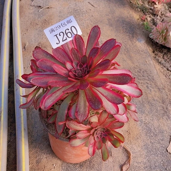 260孔雀翎多肉植物