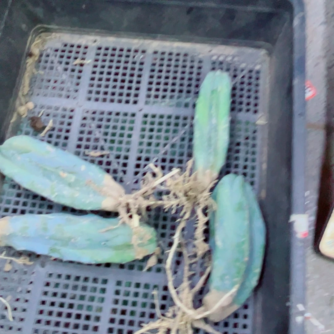 下119龙神木根歪10公分左右脱土发货20包邮