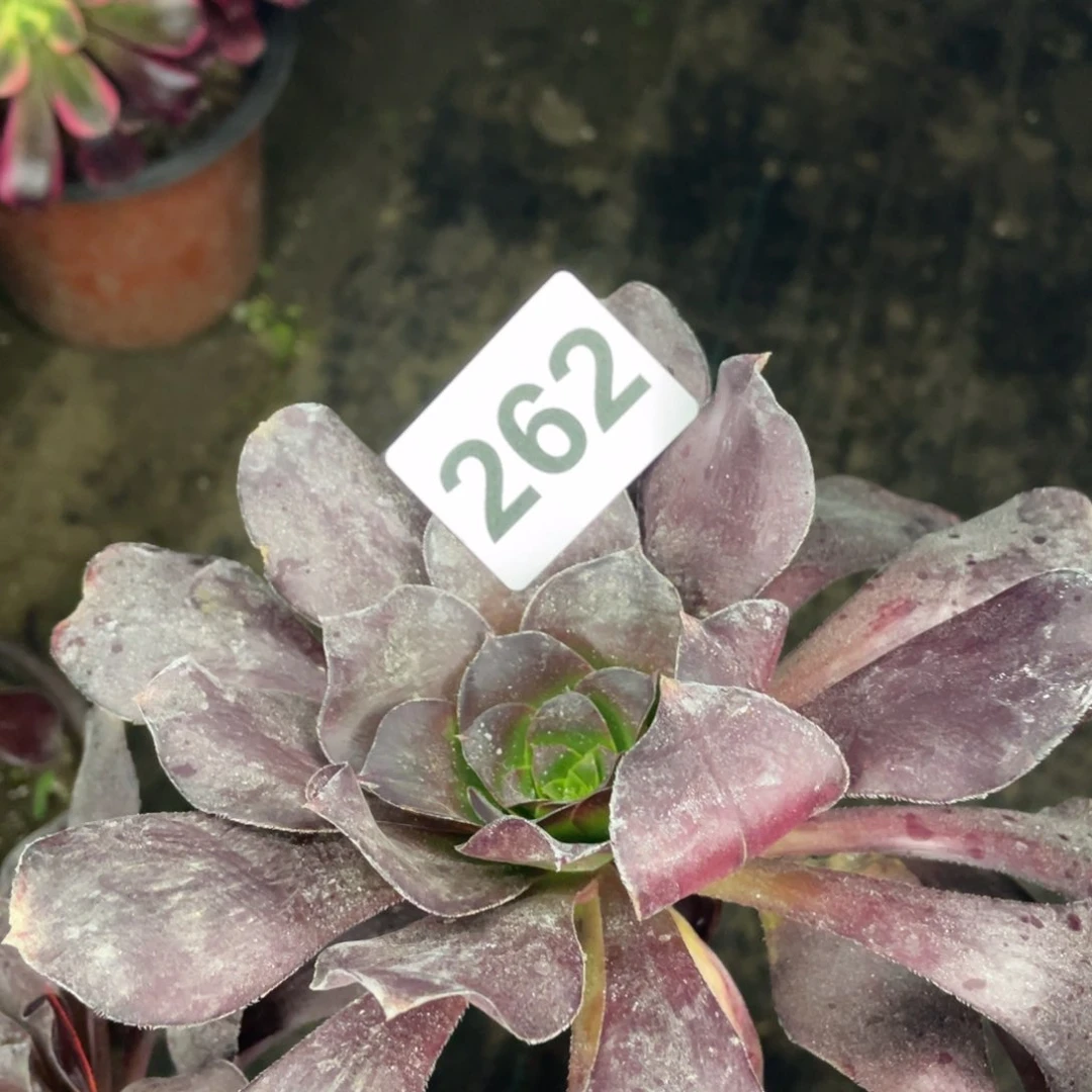 262号便宜处理的乱七八糟品种，随便配三块钱一颗