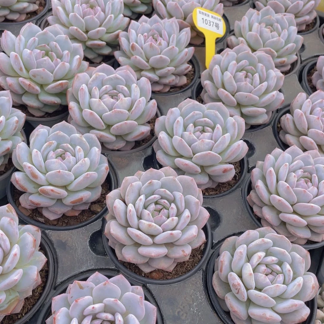 1037号 星星橙大单头一个