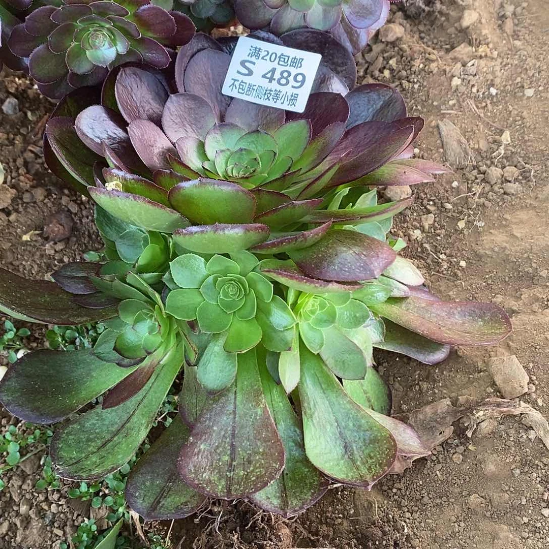 阿*489黑魔多肉法师