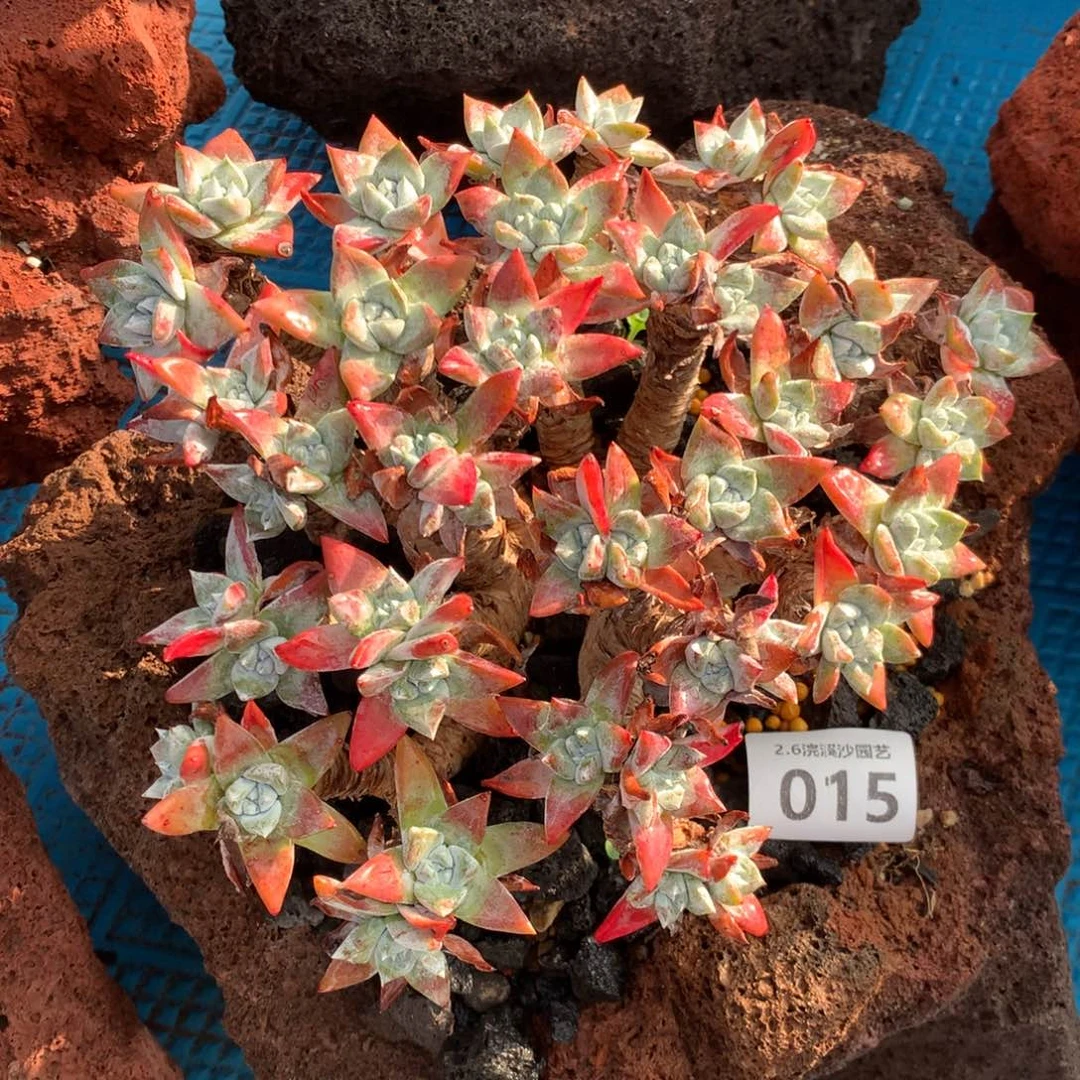 韩货厚叶玫瑰，2月8日发货多肉