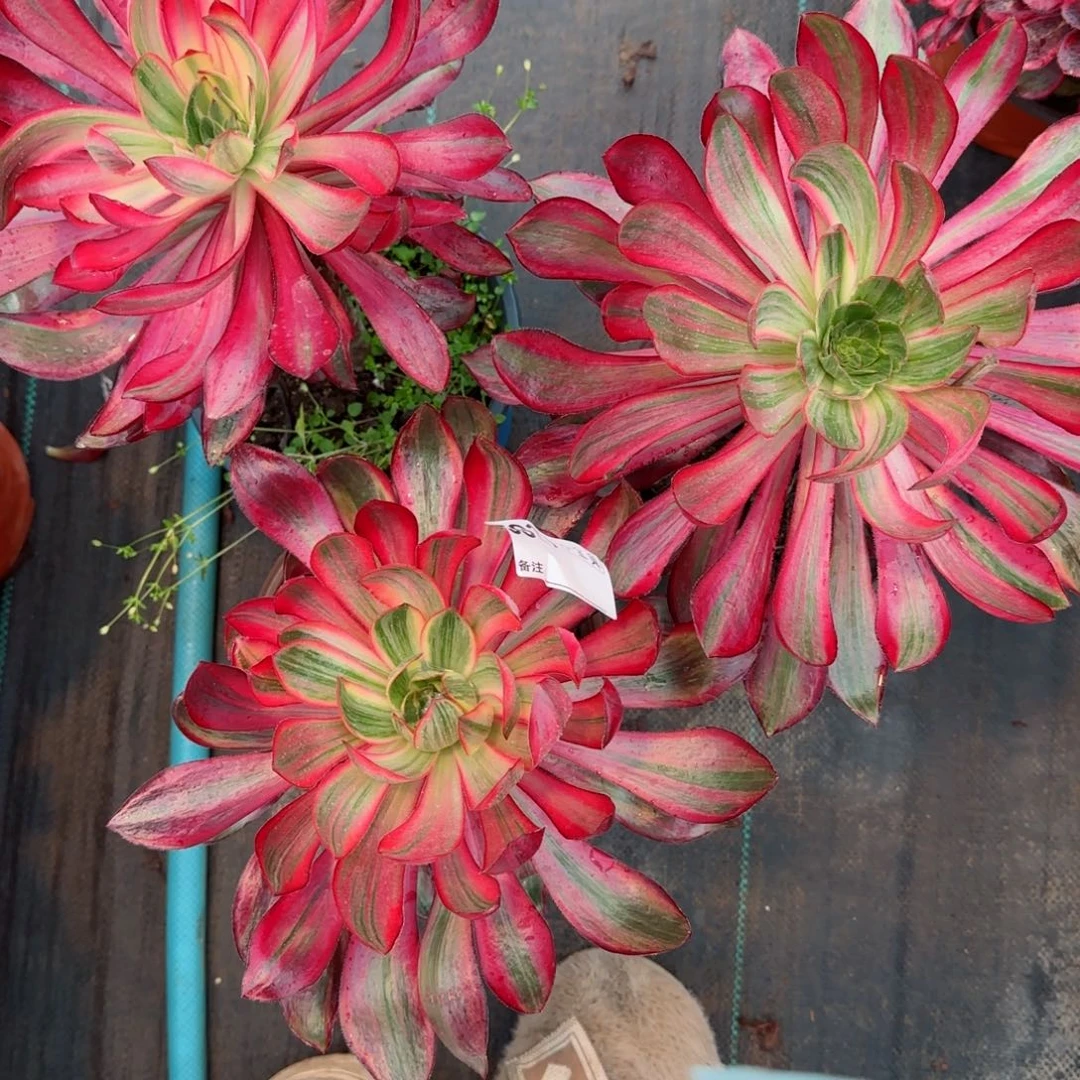 木*花5819➕5817➕5818组合巫毒