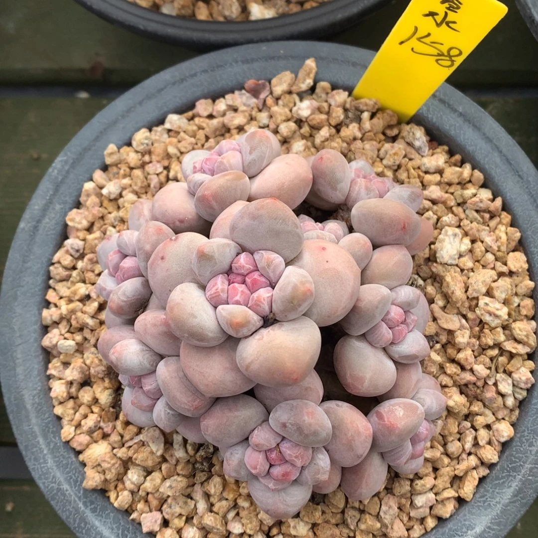 我们家的小姐姐们