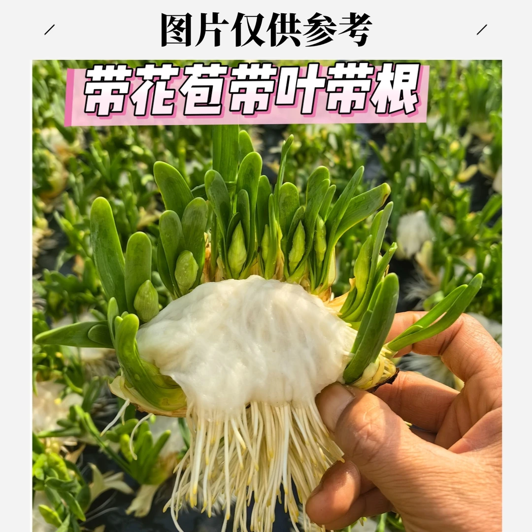 【矮化好单复瓣雕刻水仙】下水漳州水仙花带叶带芽带根水培室内水培