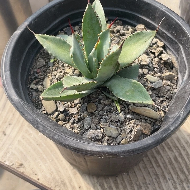 野***2无花朵龙舌兰绿色植物