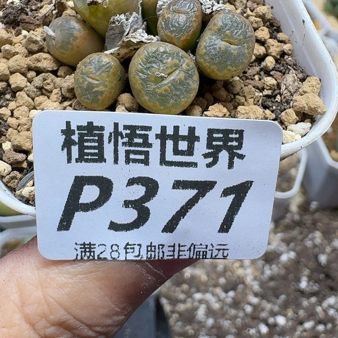 多肉植物的人生fhjj