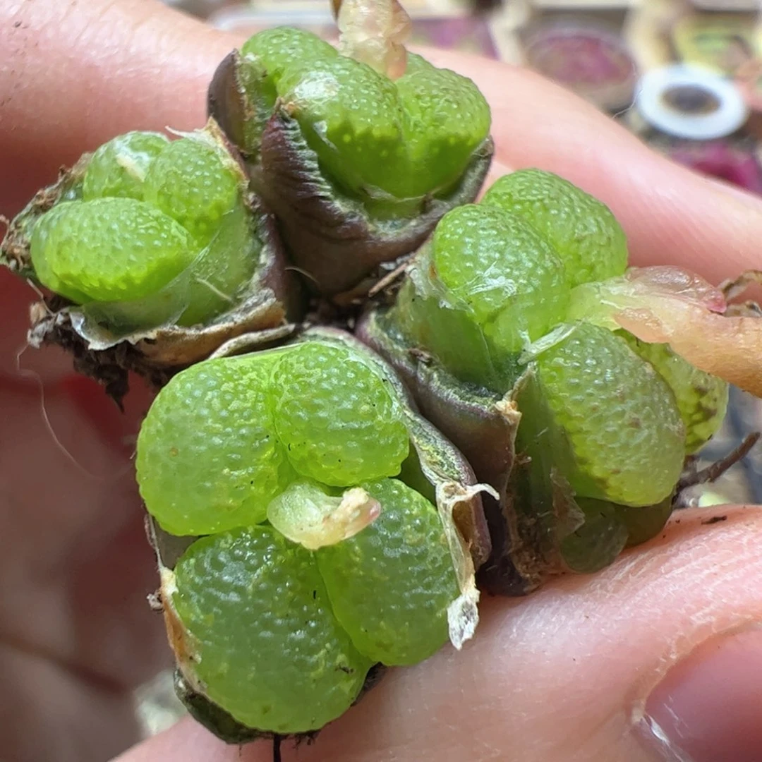 【闪购商品】248 泡泡勋章