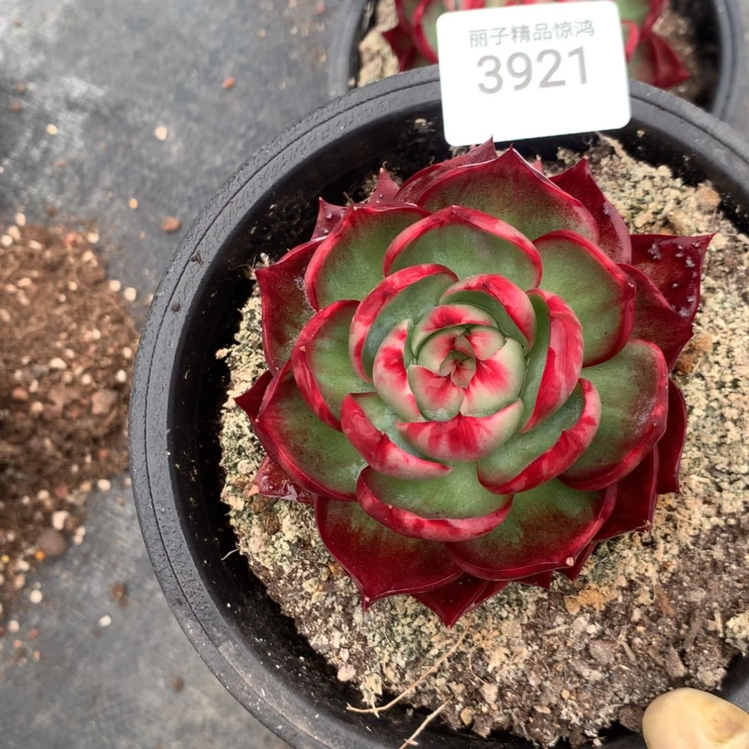 平***山3921一物一拍9厘米