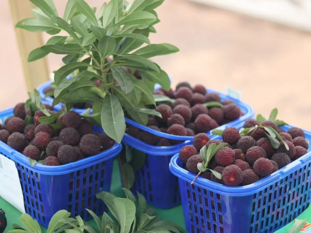 新鲜现摘东魁黑炭荸荠杨梅饱满多汁顺丰