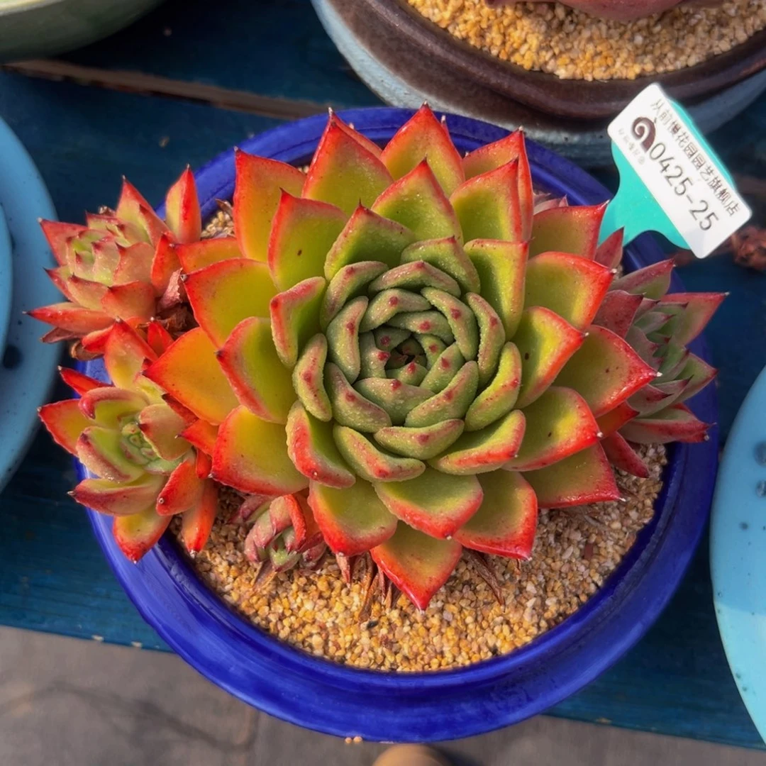 多肉一物一拍0425-25