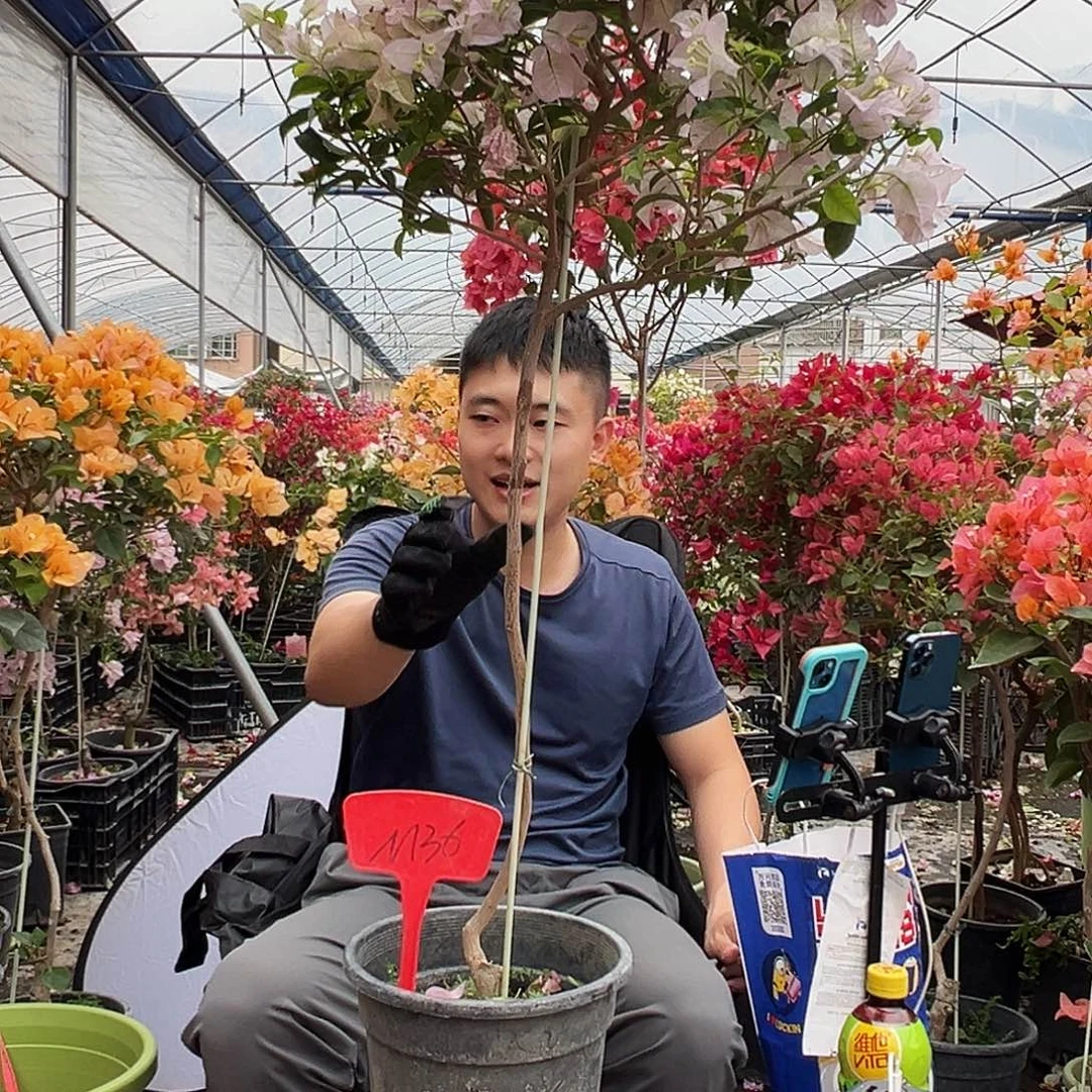 蓝***海大部分花苞少量开放M36丽娜