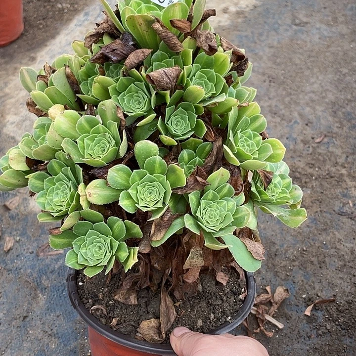 909琉璃多肉植物法师