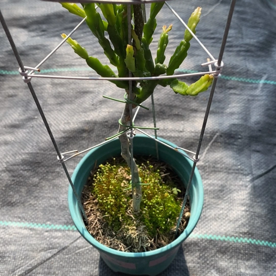 用****8紫色异类叶仙嫁接蟹爪兰一物一拍