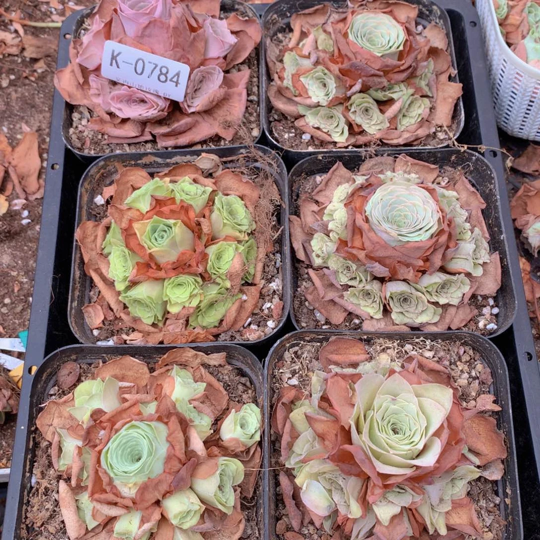 0784完美群生会掉侧芽