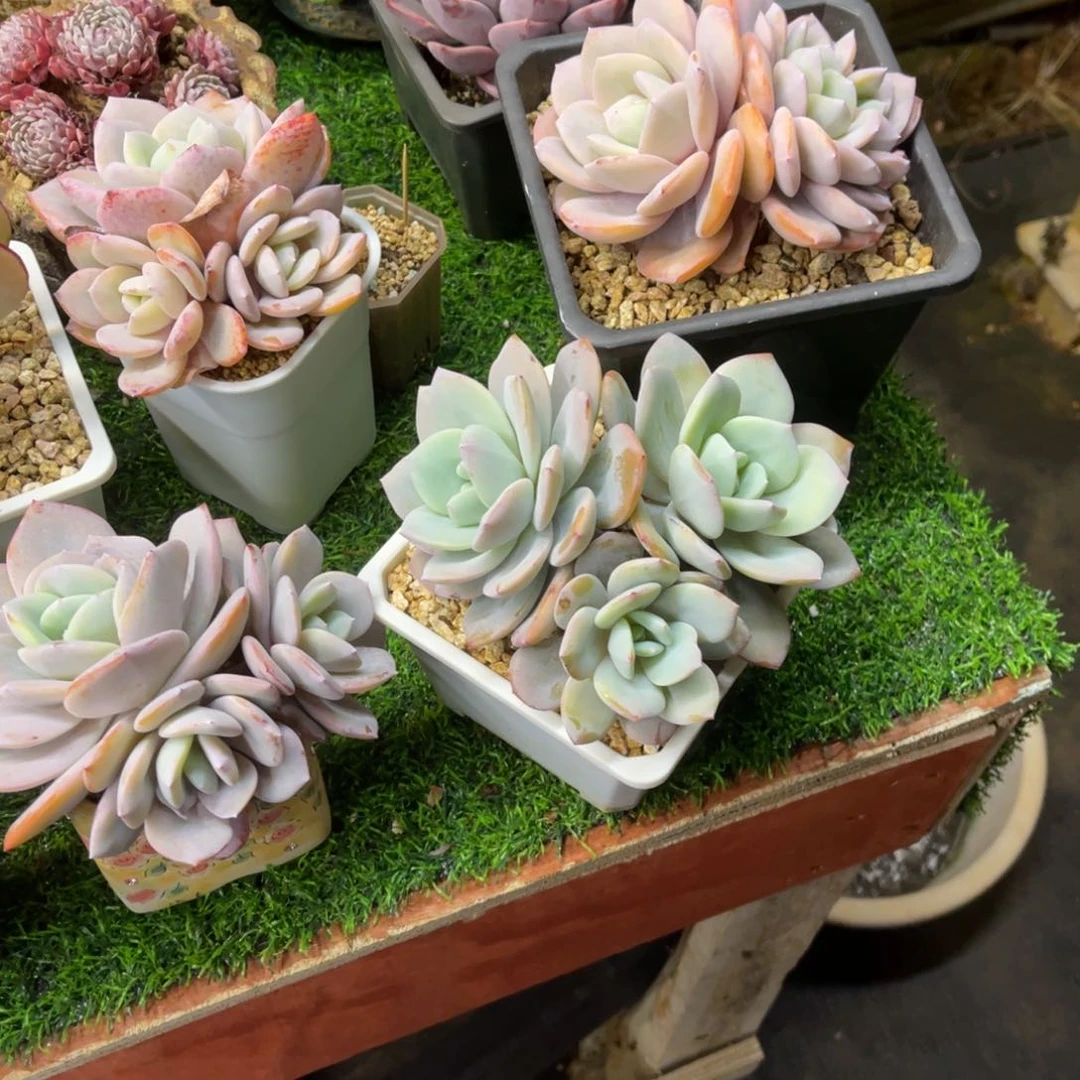 牡*奶茶三头×4颗一起一物一拍