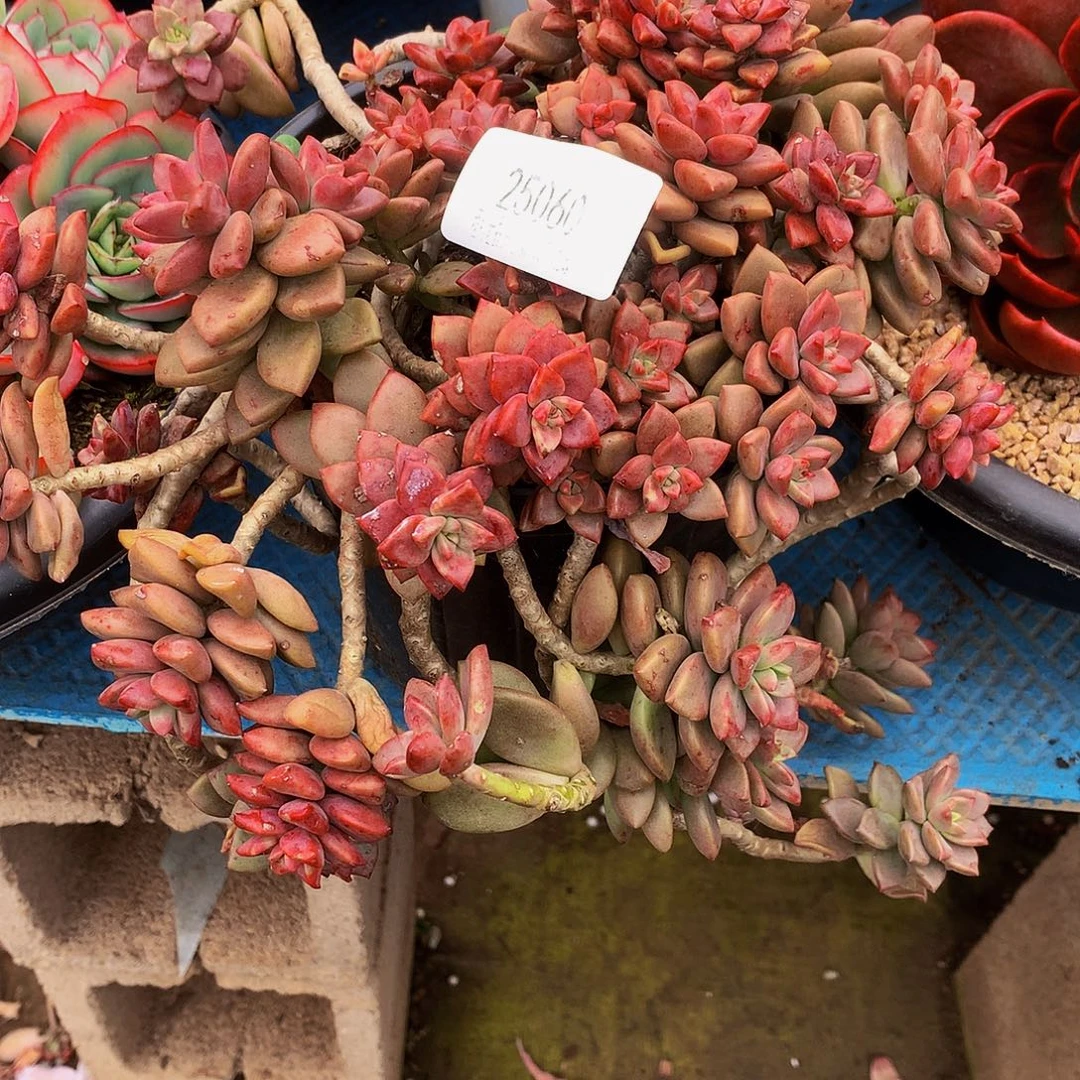 飘***姬笼月25060吨肉多肉