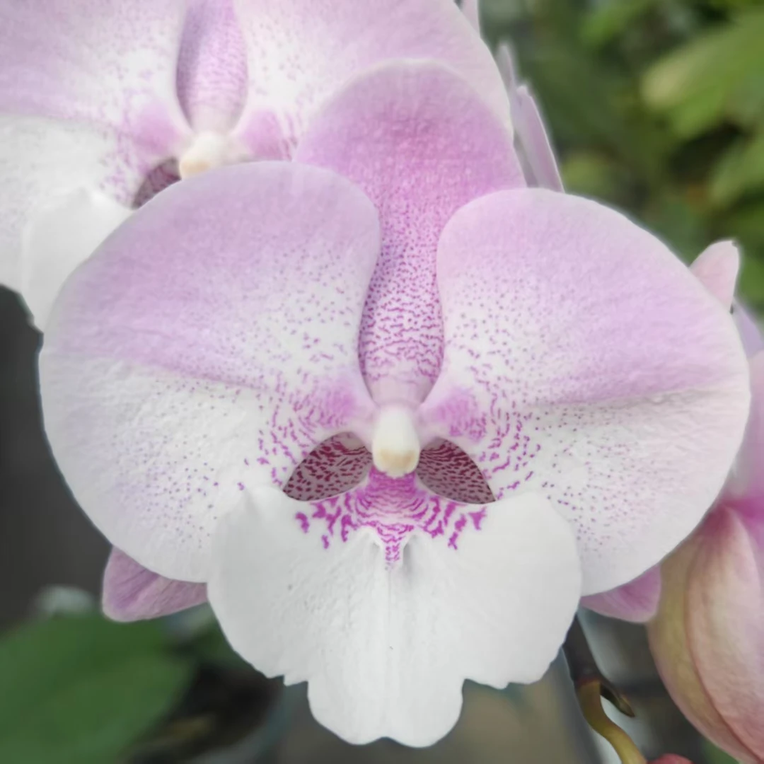 【美人鱼】5.5寸 花苞 台湾品种苗 基地直发 简单好养